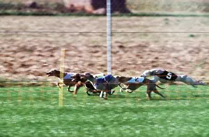 Racing: DOG - GREYHOUNDS RACING
