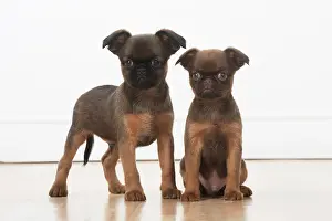 Griffons: Dog Griffon Bruxellois 8 week old puppies