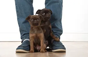 Griffons: Dog Griffon Bruxellois 8 week old puppies
