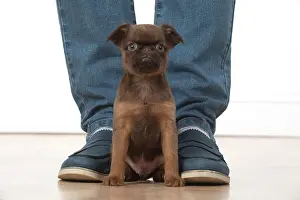 Griffons: Dog Griffon Bruxellois 8 week old puppies