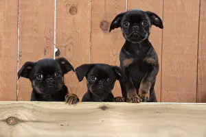 Griffons: Dog Griffon Bruxellois 8 week old puppies