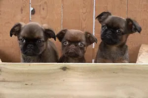 Griffons: Dog Griffon Bruxellois 8 week old puppies