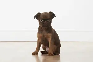 Griffons: Dog Griffon Bruxellois 8 week old puppies