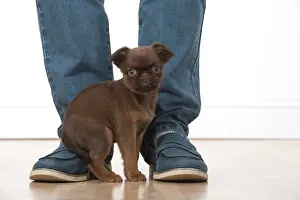 Griffons: Dog Griffon Bruxellois 8 week old puppies