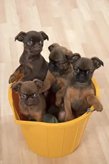 Bucket: Dog Griffon Bruxellois 8 week old puppies