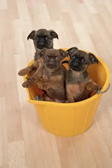 Bucket: Dog Griffon Bruxellois 8 week old puppies