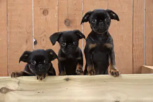 Griffons: Dog Griffon Bruxellois 8 week old puppies