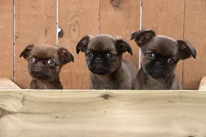 Griffons: Dog Griffon Bruxellois 8 week old puppies