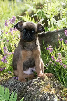 Griffons: Dog Griffon Bruxellois 8 week old puppies