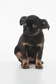 Griffons: Dog Griffon Bruxellois 8 week old puppy