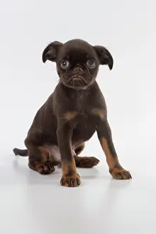 Griffons: Dog Griffon Bruxellois 8 week old puppy