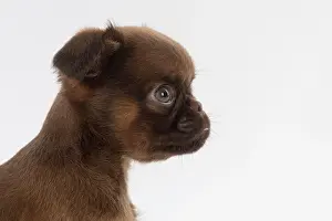 Griffons: Dog Griffon Bruxellois 8 week old puppy