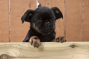 Plank: Dog Griffon Bruxellois 8 week old puppy