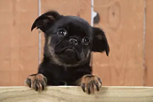 Plank: Dog Griffon Bruxellois 8 week old puppy