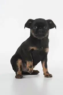 Griffons: Dog Griffon Bruxellois 8 week old puppy