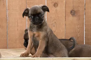 Griffons: Dog Griffon Bruxellois 8 week old puppy