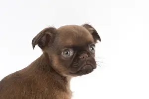 Copyspace: Dog Griffon Bruxellois 8 week old puppy