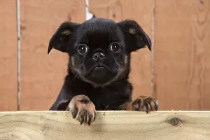 Plank: Dog Griffon Bruxellois 8 week old puppy