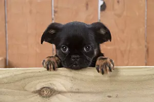 Plank: Dog Griffon Bruxellois 8 week old puppy