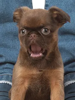Shock: Dog