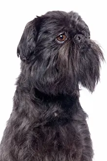 Brussels: Dog - Griffon Bruxellois / Brussels Griffon / Griffon Belge