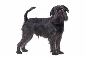 Brussels: Dog - Griffon Bruxellois / Brussels Griffon / Griffon Belge