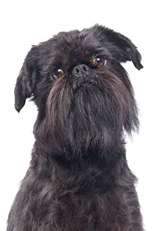 Brussels: Dog - Griffon Bruxellois / Brussels Griffon / Griffon Belge