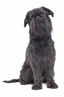 Brussels: Dog - Griffon Bruxellois / Brussels Griffon / Griffon Belge