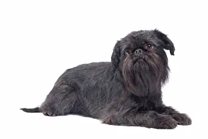 Brussels: Dog - Griffon Bruxellois / Brussels Griffon / Griffon Belge