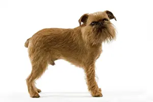 Beards: Dog - Griffon Bruxellois / Griffon Belge