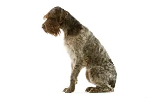 Korthals: Dog - Griffon Korthals German Wire-haired Pointer