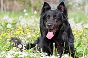 Groenendael: Dog - Groenendael / Belgian Shepherd Dog