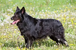 Groenendael: Dog - Groenendael / Belgian Shepherd Dog