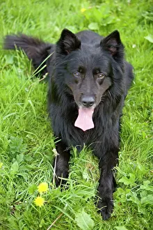 Groenendael: Dog - Groenendael / Belgian Shepherd Dog