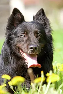 Groenendael: Dog - Groenendael / Belgian Shepherd Dog