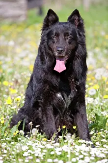 Groenendael: Dog - Groenendael / Belgian Shepherd Dog