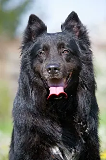 Groenendael: Dog - Groenendael / Belgian Shepherd Dog