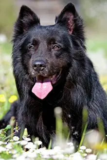 Groenendael: Dog - Groenendael / Belgian Shepherd Dog