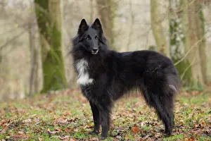 Groenendael: Dog - Groenendael / Belgian Shepherd Dog