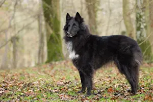 Groenendael: Dog - Groenendael / Belgian Shepherd Dog