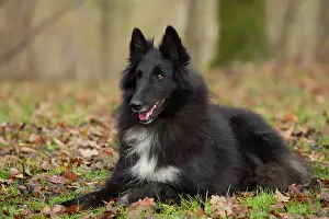 Groenendael: Dog - Groenendael / Belgian Shepherd Dog