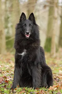 Groenendael: Dog - Groenendael / Belgian Shepherd Dog