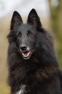 Groenendael: Dog - Groenendael / Belgian Shepherd Dog
