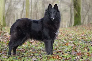 Groenendael: Dog - Groenendael / Belgian Shepherd Dog