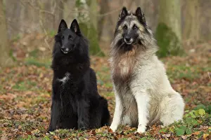 Groenendael: Dog - Groenendael / Belgian Shepherd Dog