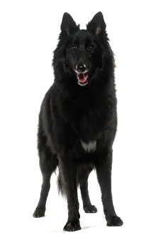 Groenendael: Dog - Groenendael / Belgian Shepherd Dog / Chien