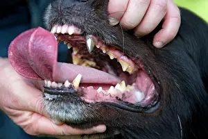Canines: Dog - Groenendael / Belgian Shepherd Dog - person