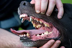 Canines: Dog - Groenendael / Belgian Shepherd Dog - person
