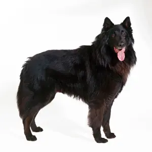 Groenendael: DOG - Groenendael, standing, studio shot