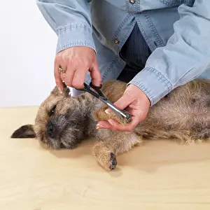 Clipping: Dog - grooming a dog